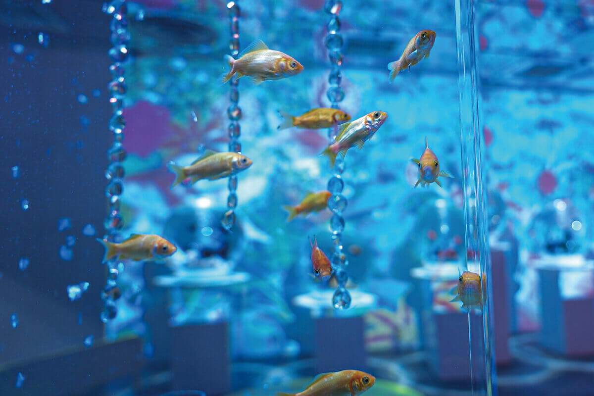 ミ・ナーラには奈良金魚ミュージアムがある!
